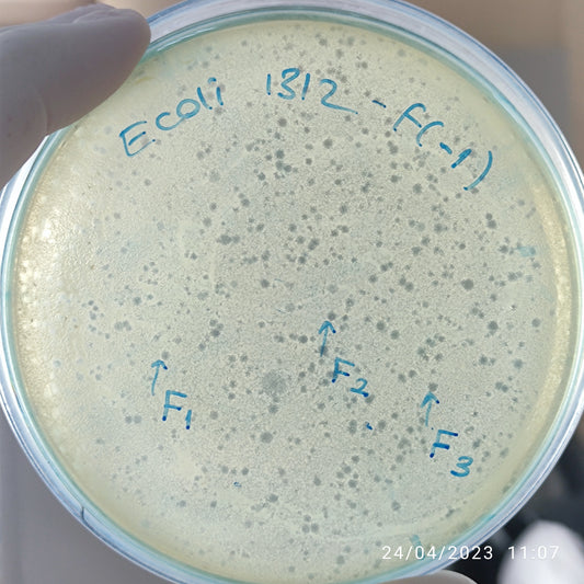 Escherichia coli bacteriophage 101312F