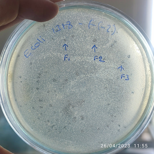 Escherichia coli bacteriophage 101318F