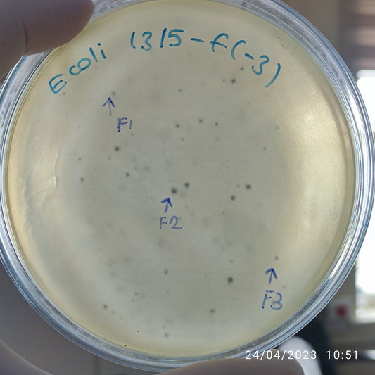 Escherichia coli bacteriophage 101315F