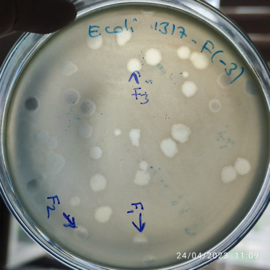 Escherichia coli bacteriophage 101317F