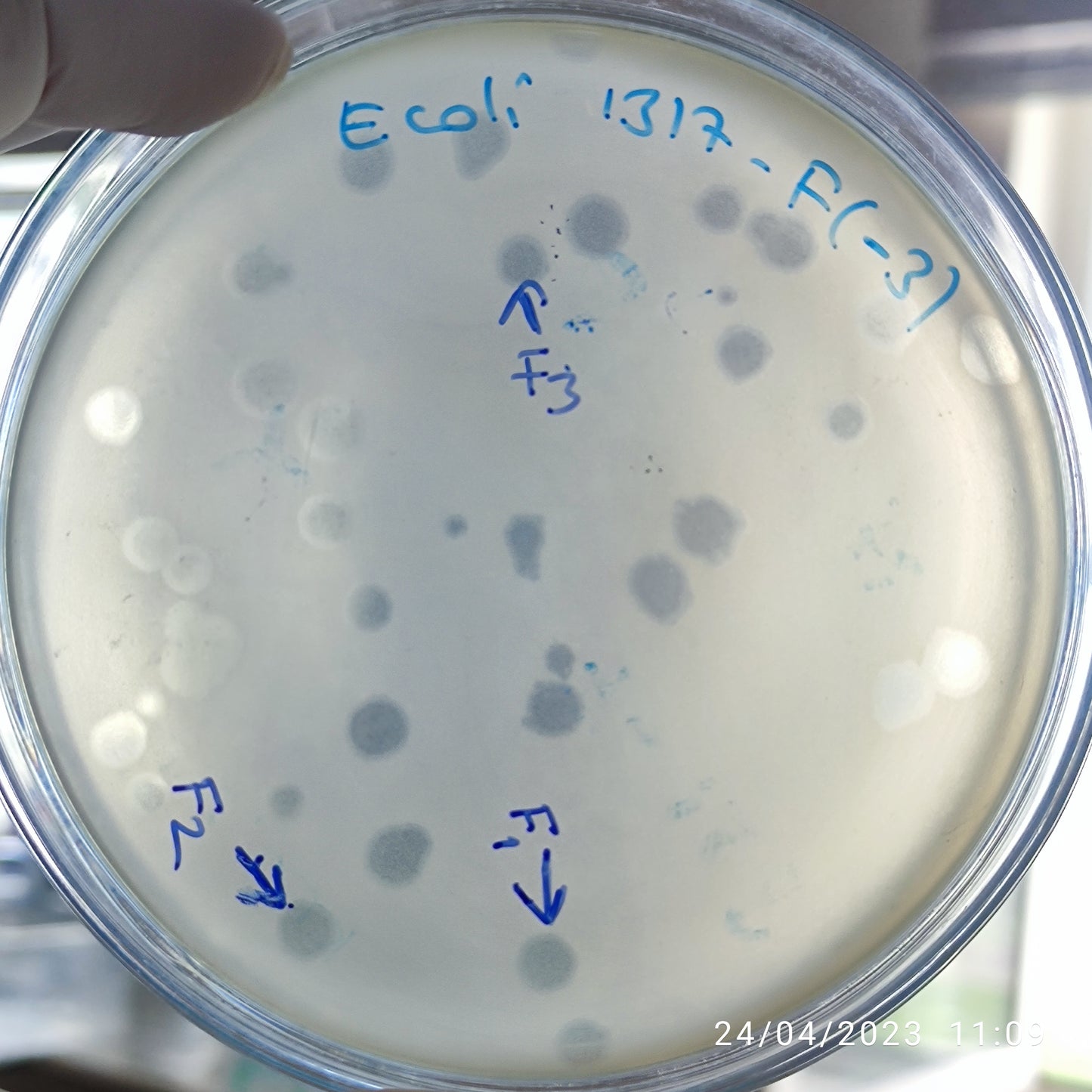 Escherichia coli bacteriophage 101317F