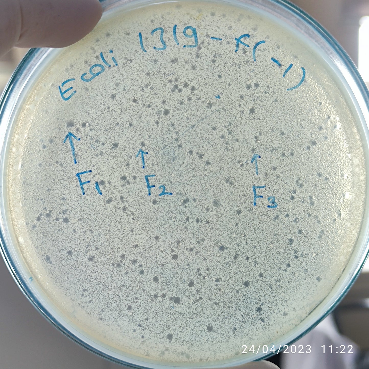 Escherichia coli bacteriophage 101319F