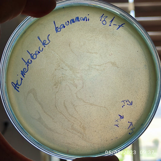 Acinetobacter baumannii bacteriophage 120131F
