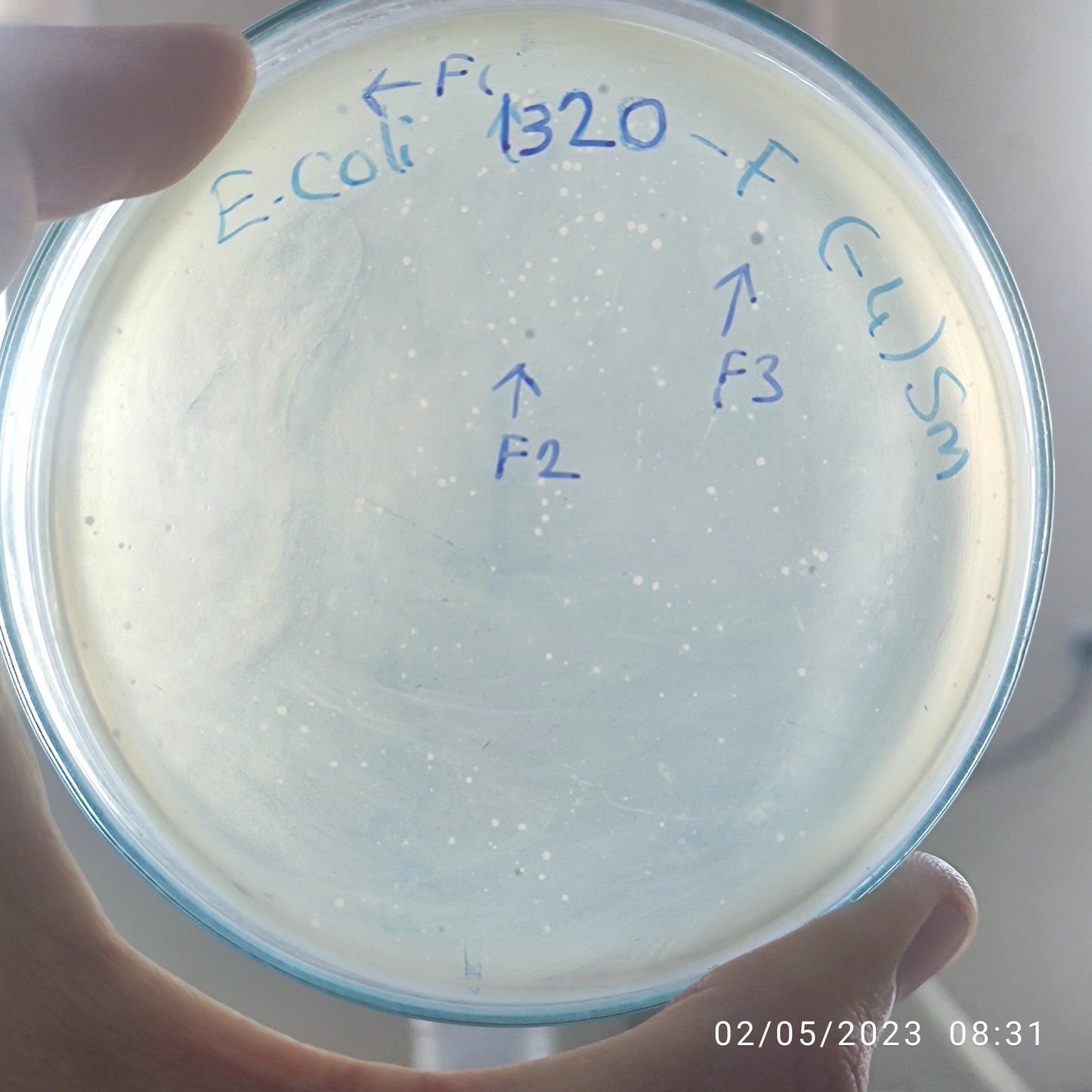 Escherichia coli bacteriophage 101320F