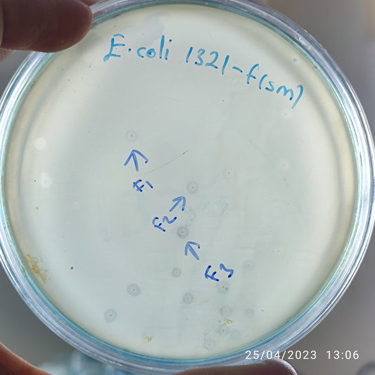 Escherichia coli bacteriophage 101321F