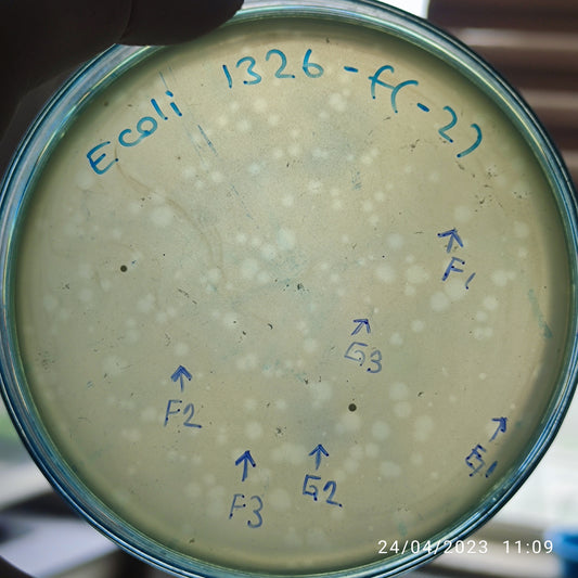 Escherichia coli bacteriophage 101326F