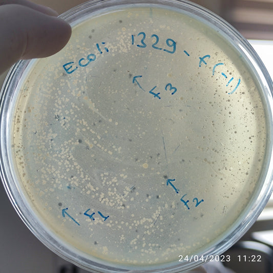 Escherichia coli bacteriophage 101329F