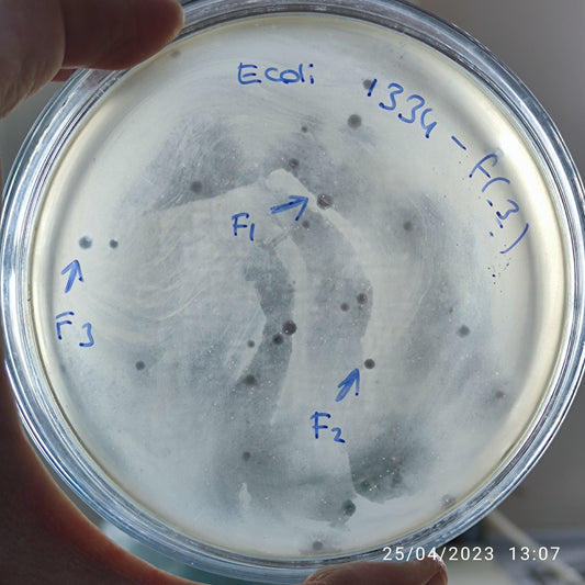 Escherichia coli bacteriophage 101334F