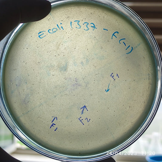 Escherichia coli bacteriophage 101337F