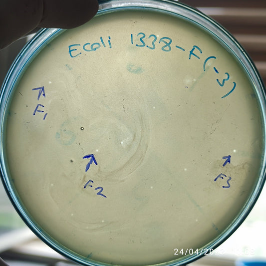 Escherichia coli bacteriophage 101338F