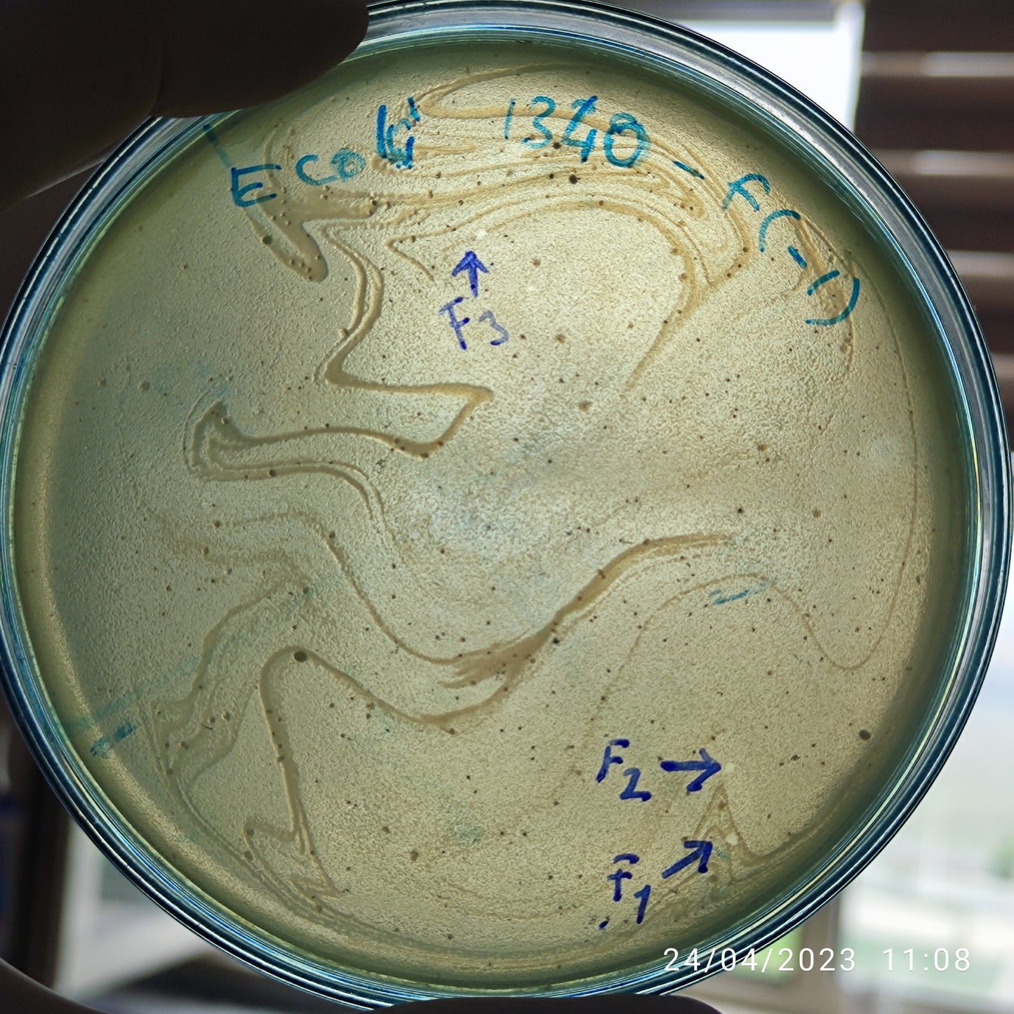 Escherichia coli bacteriophage 101340F