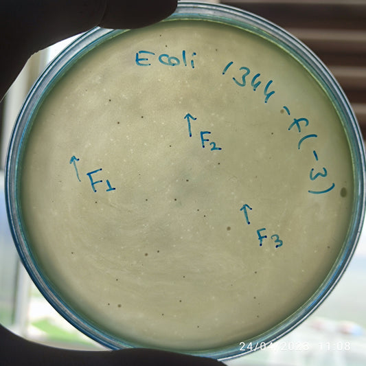 Escherichia coli bacteriophage 101344F