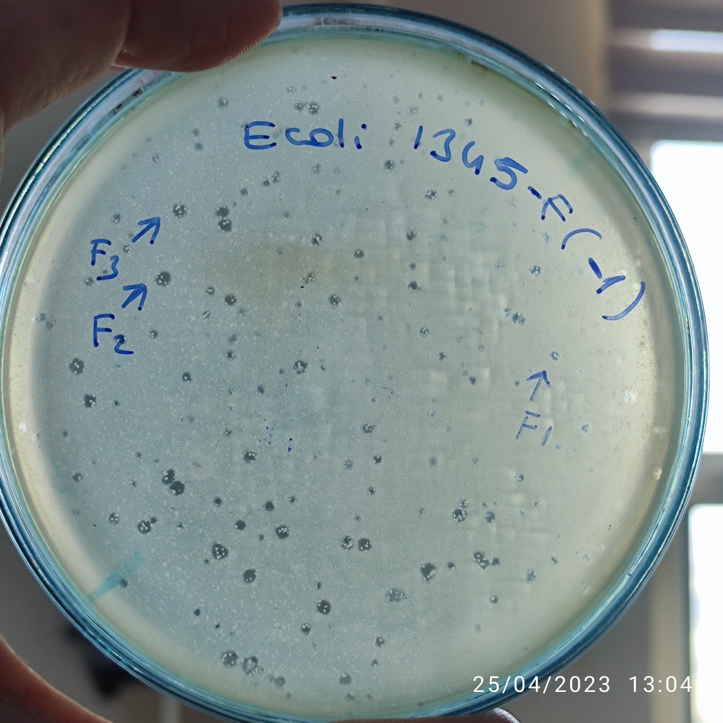 Escherichia coli bacteriophage 101345F