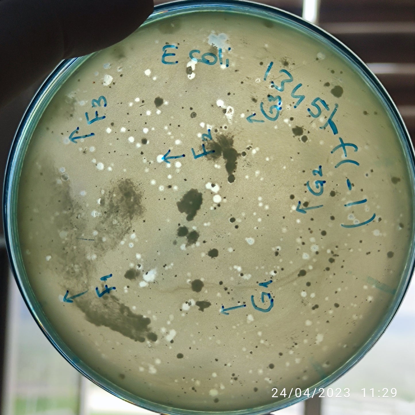 Escherichia coli bacteriophage 101345F