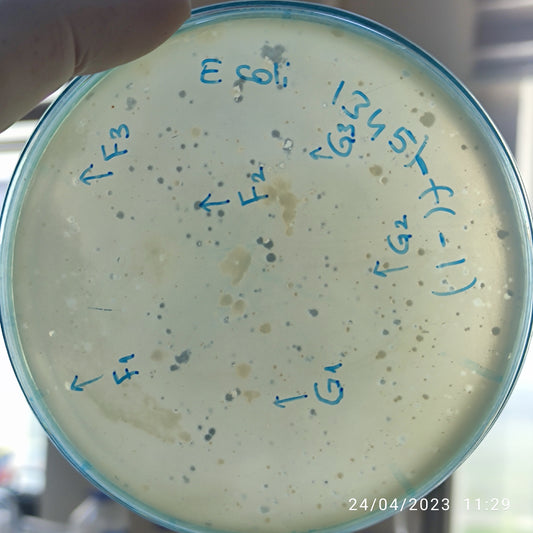 Escherichia coli bacteriophage 101345G