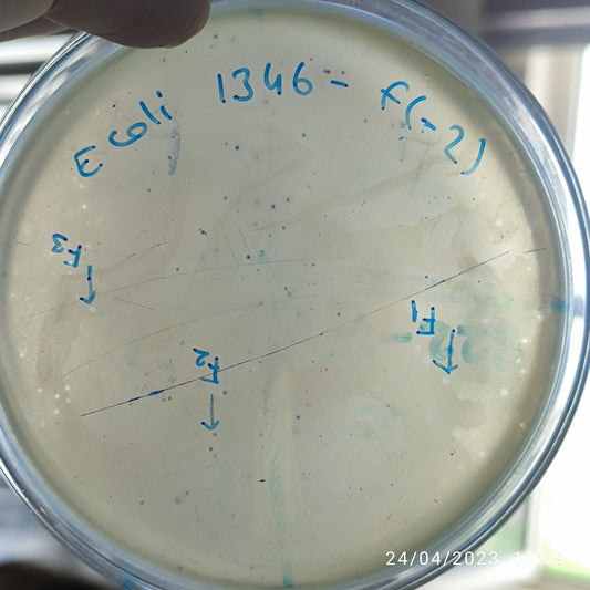 Escherichia coli bacteriophage 101346F