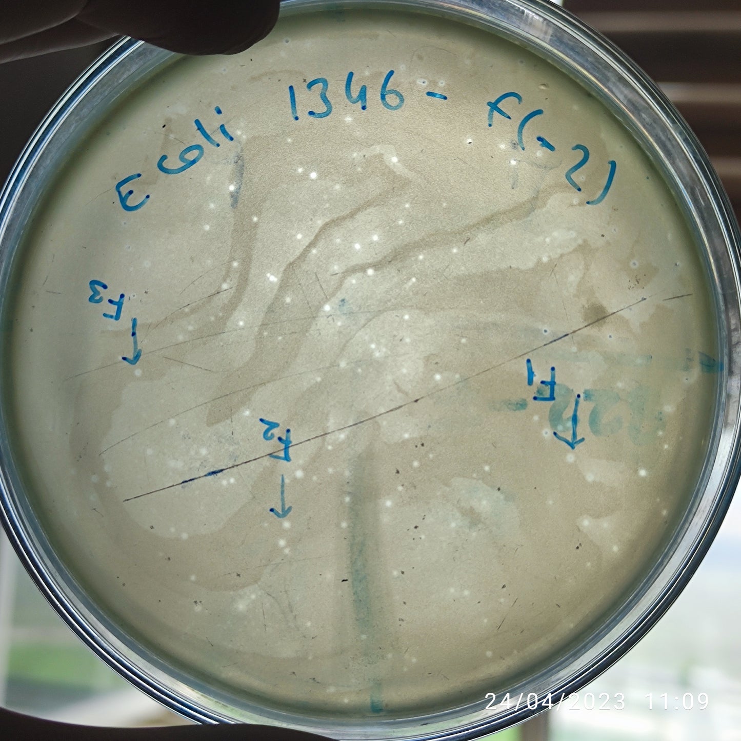 Escherichia coli bacteriophage 101346F