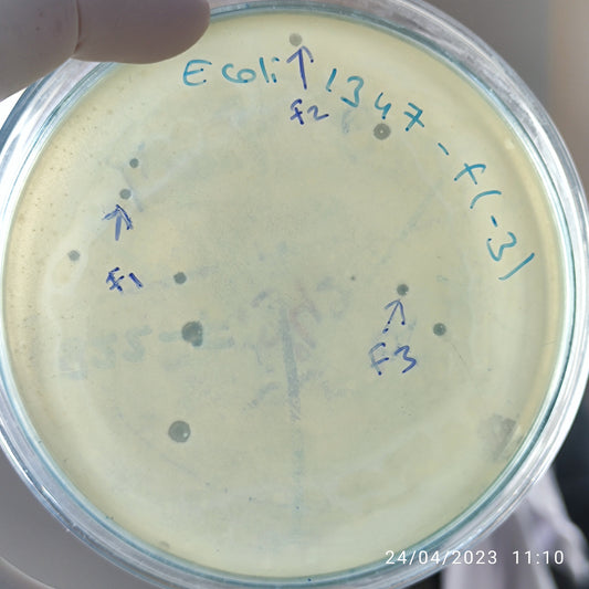 Escherichia coli bacteriophage 101347F