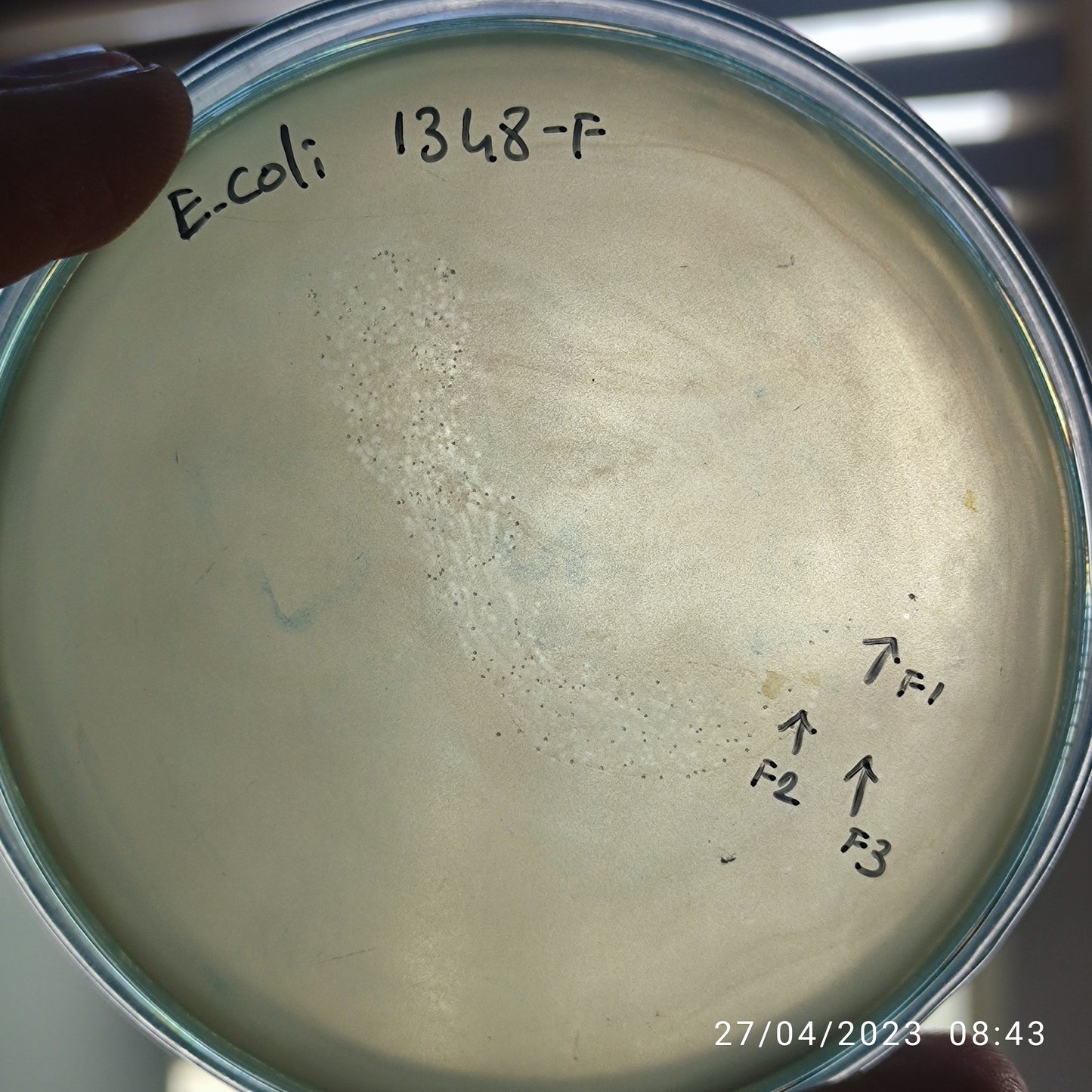 Escherichia coli bacteriophage 101348F