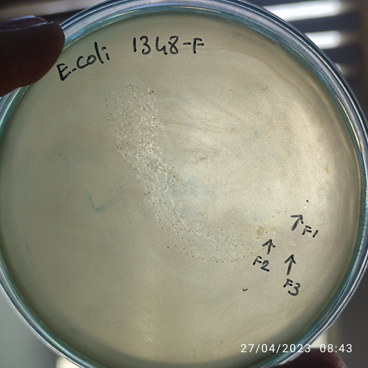 Escherichia coli bacteriophage 101348F