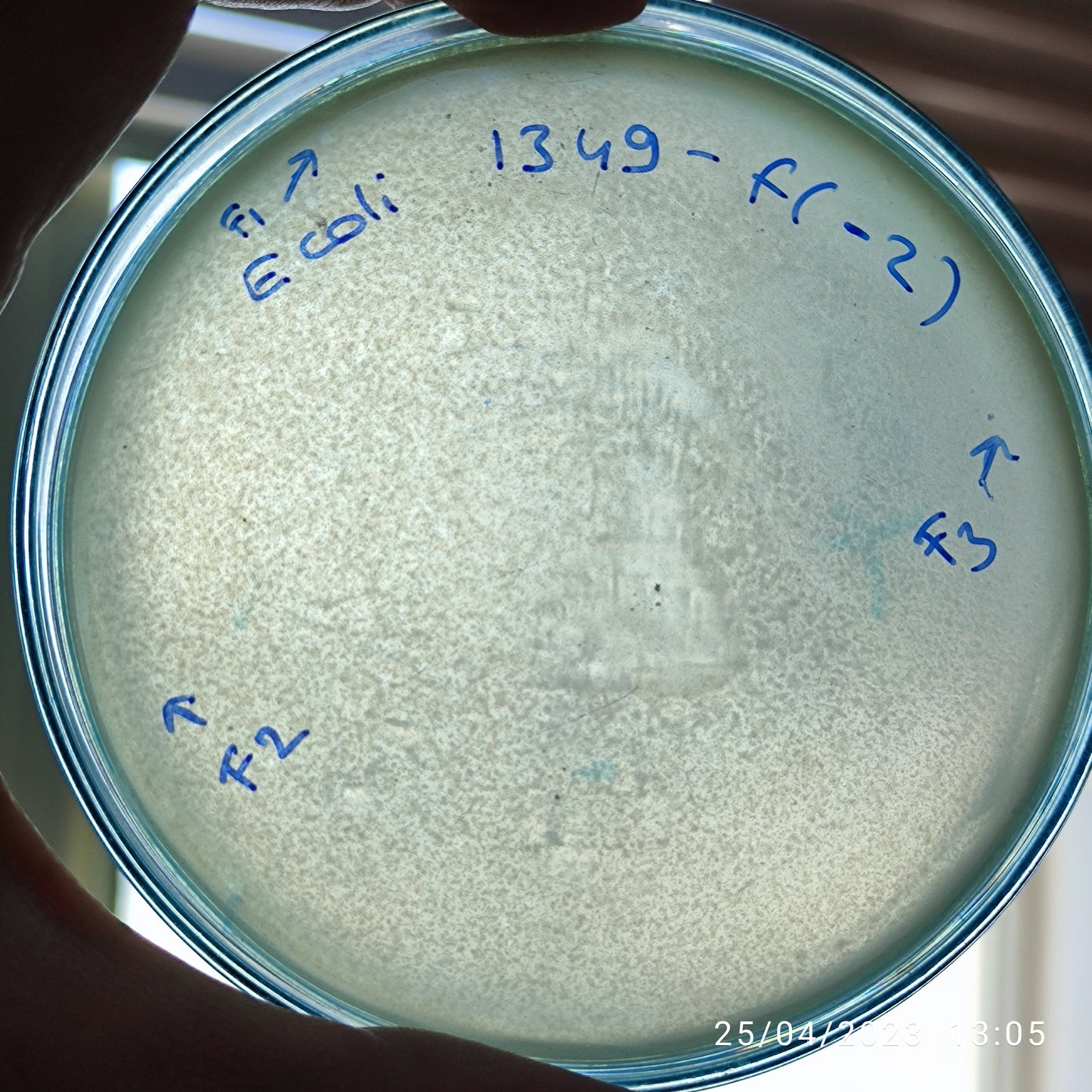 Escherichia coli bacteriophage 101349F