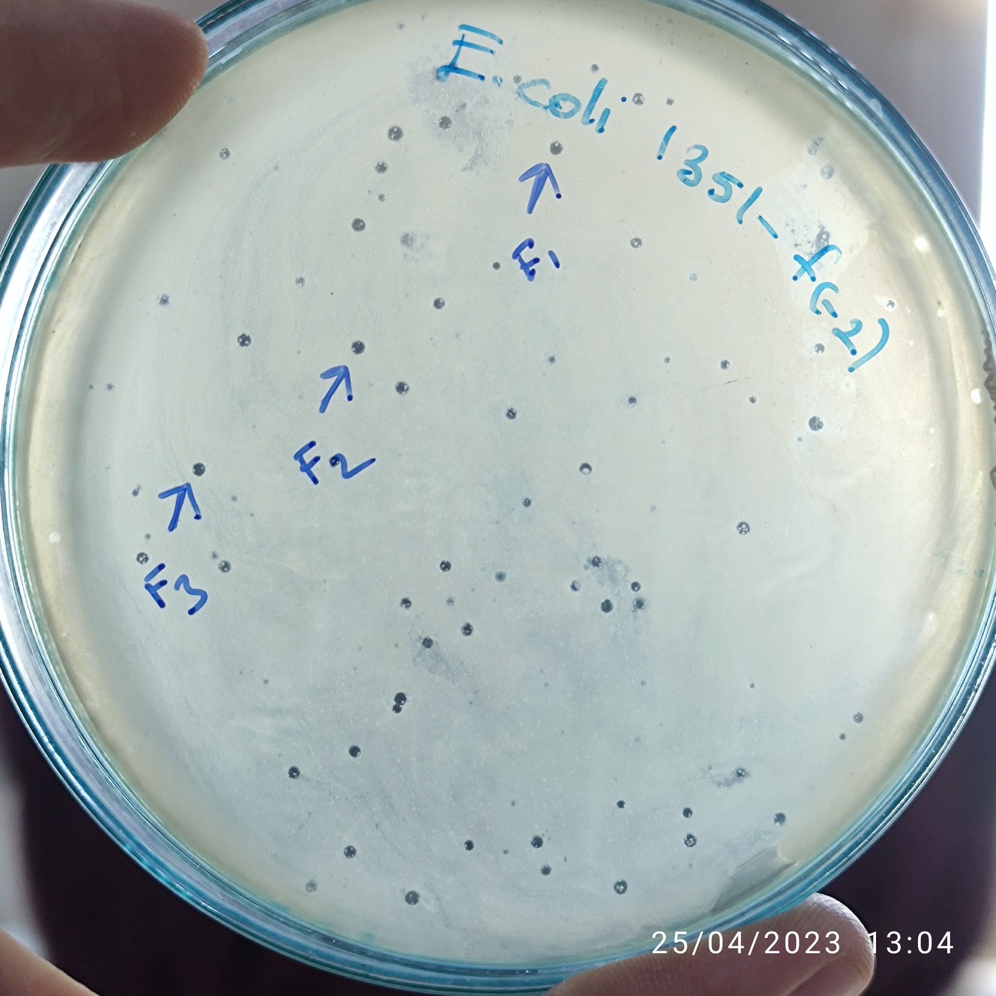 Escherichia coli bacteriophage 101351F