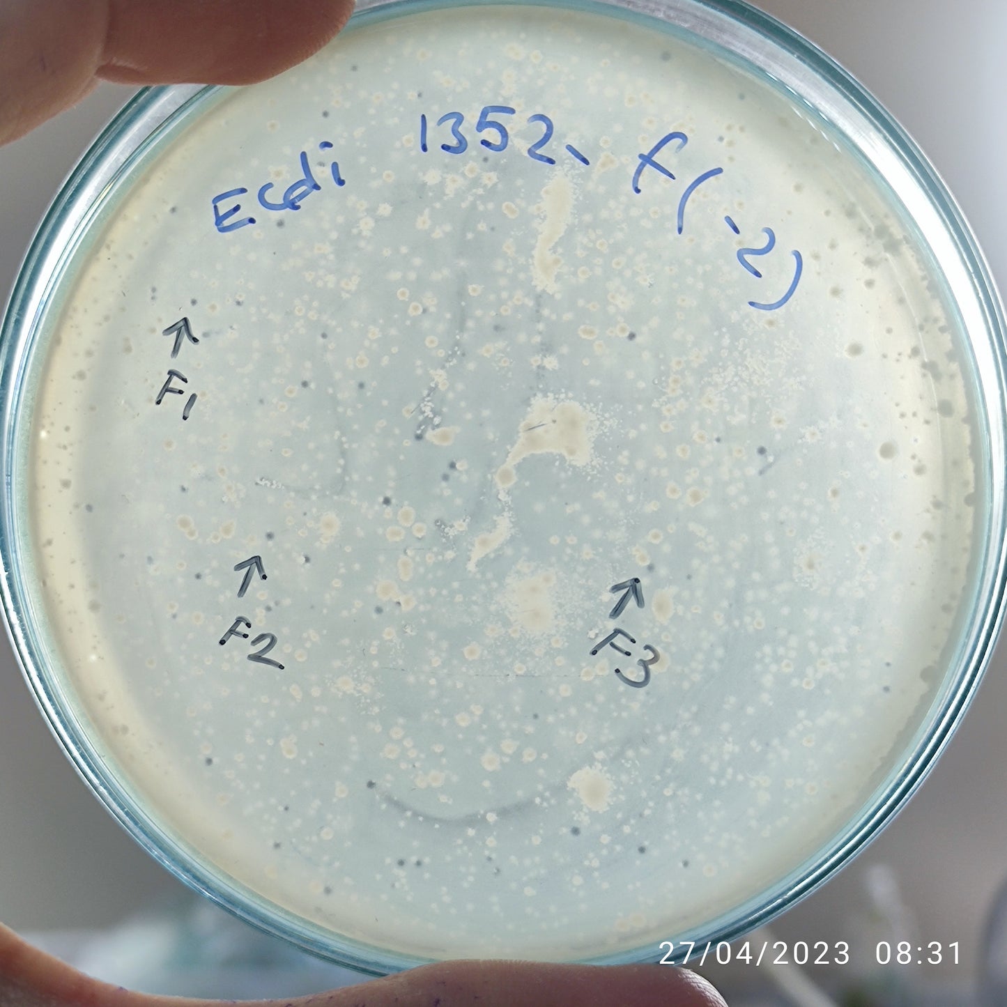 Escherichia coli bacteriophage 101352F