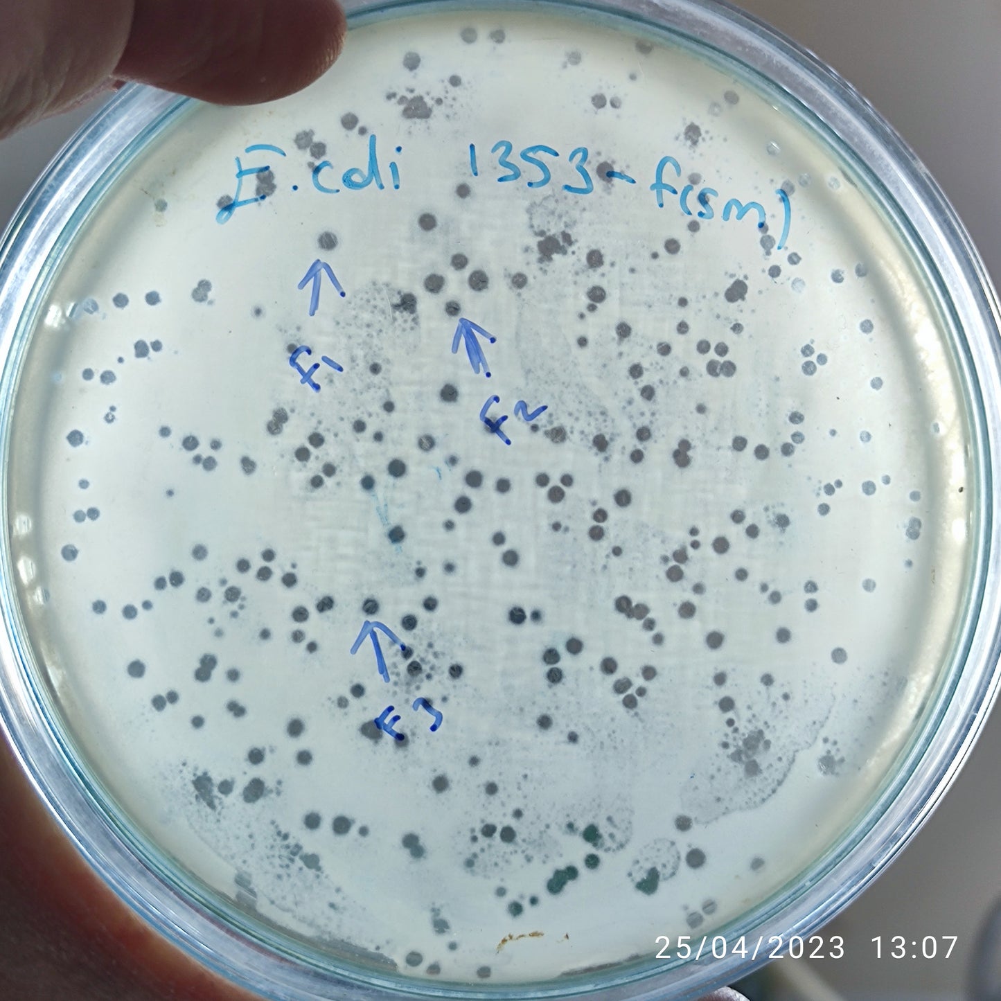 Escherichia coli bacteriophage 101353F