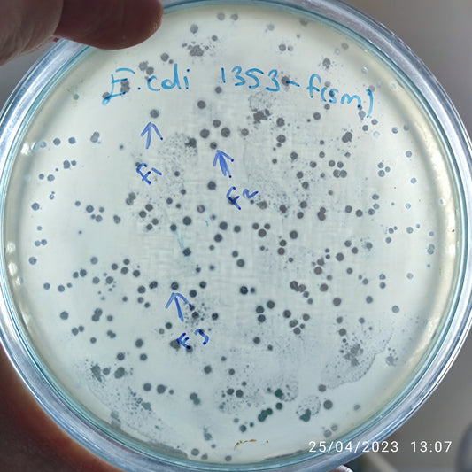 Escherichia coli bacteriophage 101353F