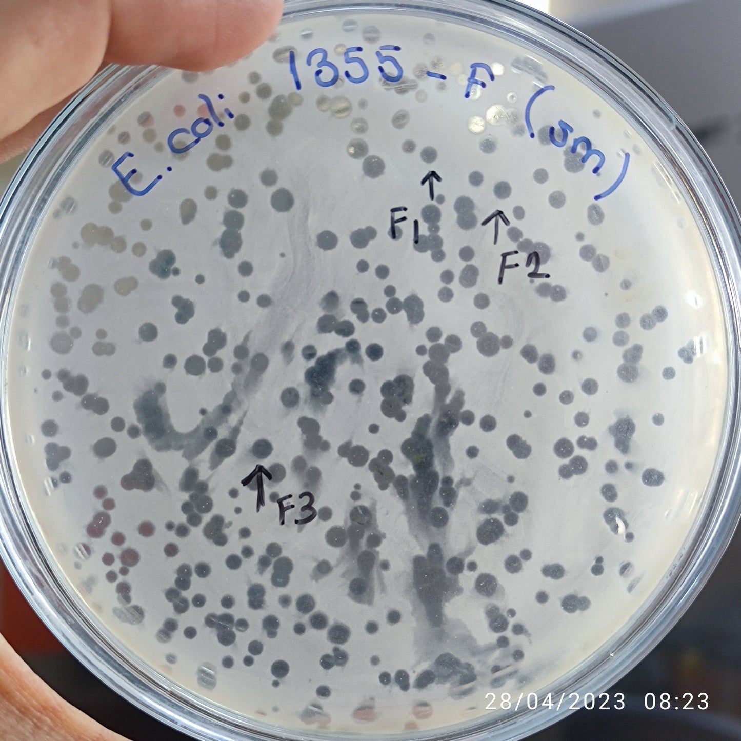 Escherichia coli bacteriophage 101355F