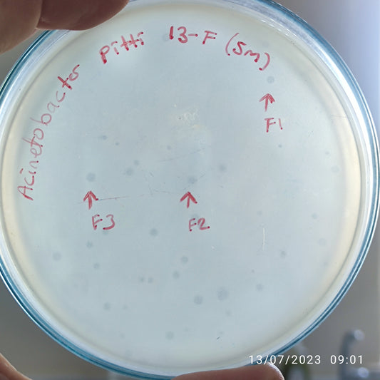 Acinetobacter pittii bacteriophage 128013F