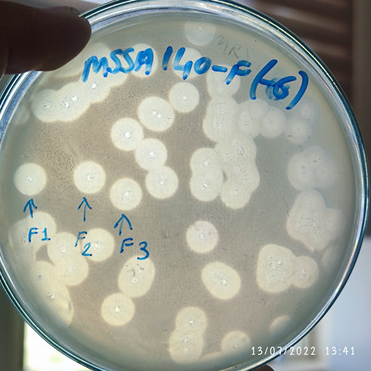 Staphylococcus aureus bacteriophage 152140F