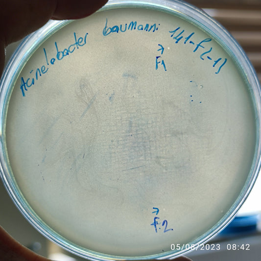 Acinetobacter baumannii bacteriophage 120141F