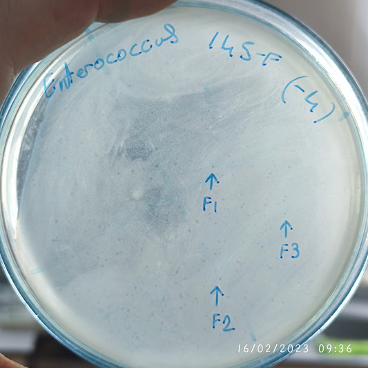 Enterococcus faecium bacteriophage 110145F