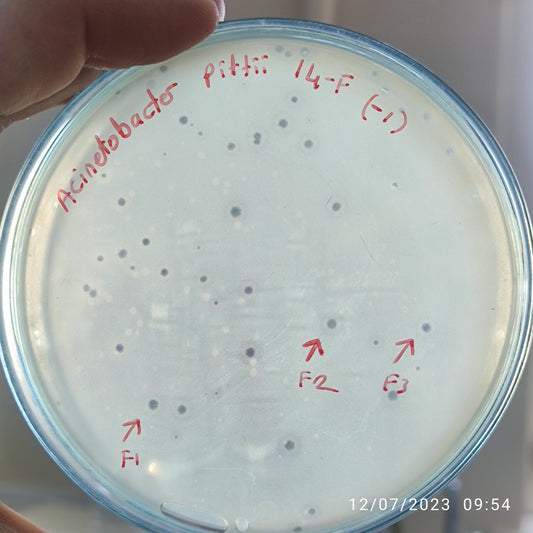 Acinetobacter pittii bacteriophage 128014F