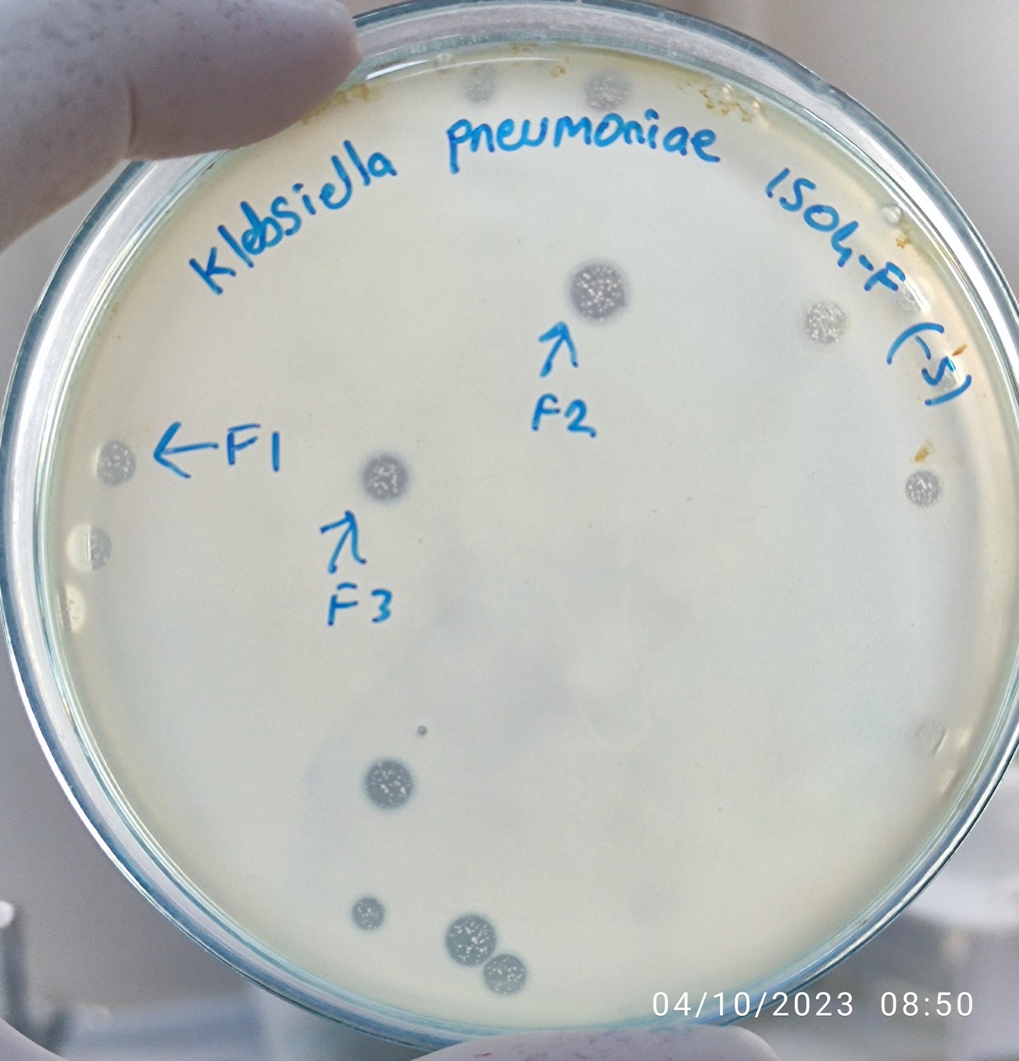 Klebsiella pneumoniae bacteriophage 181504F