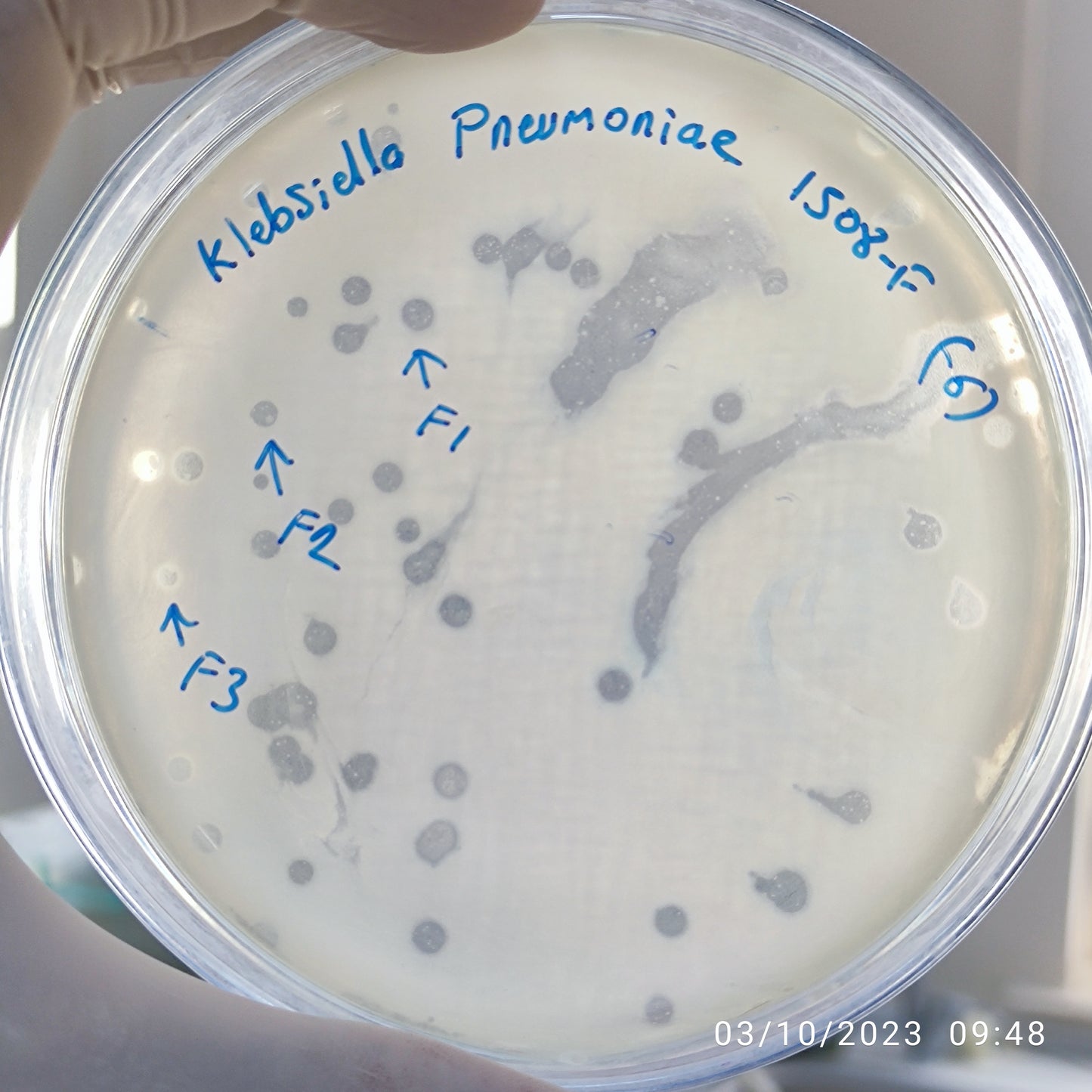 Klebsiella pneumoniae bacteriophage 181508F