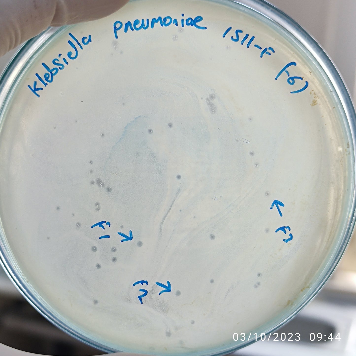 Klebsiella pneumoniae bacteriophage 181511F