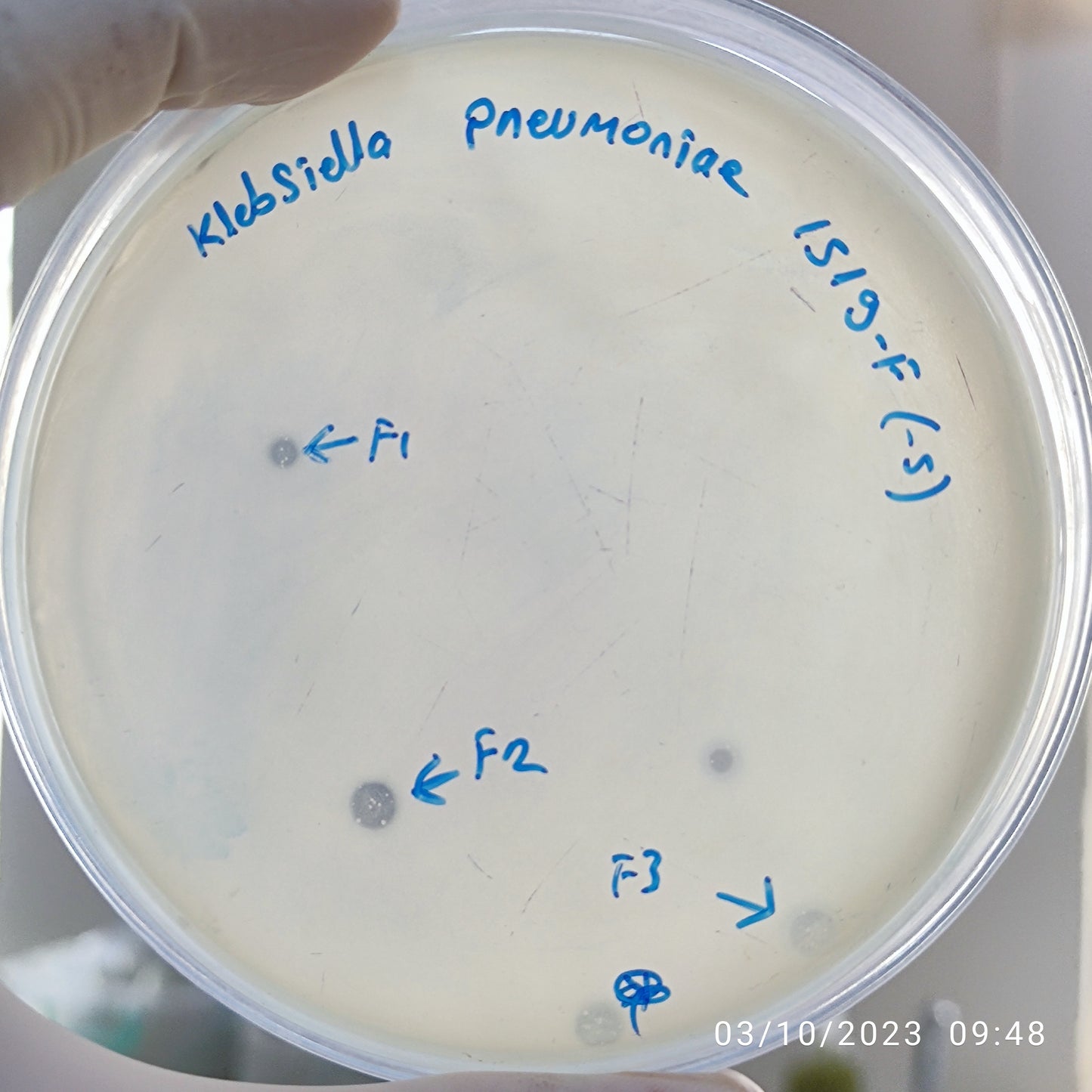 Klebsiella pneumoniae bacteriophage 181519F