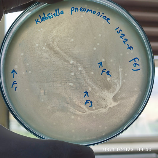 Klebsiella pneumoniae bacteriophage 181522F