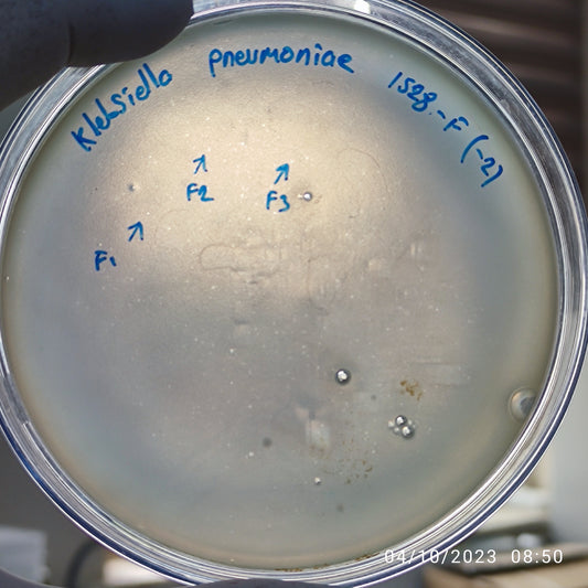 Klebsiella pneumoniae bacteriophage 181528F