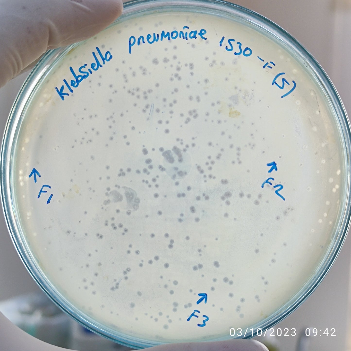 Klebsiella pneumoniae bacteriophage 181530F