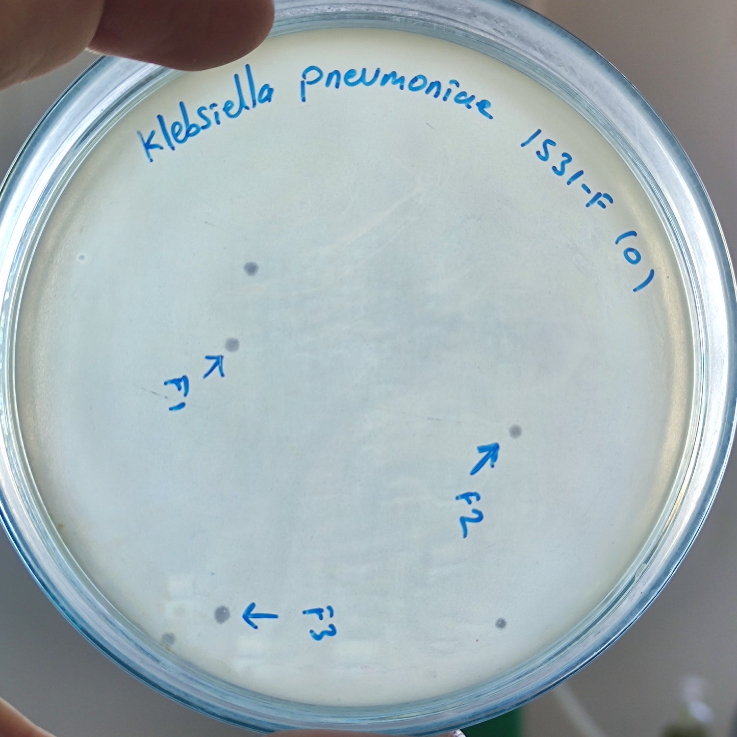 Klebsiella pneumoniae bacteriophage 181531F