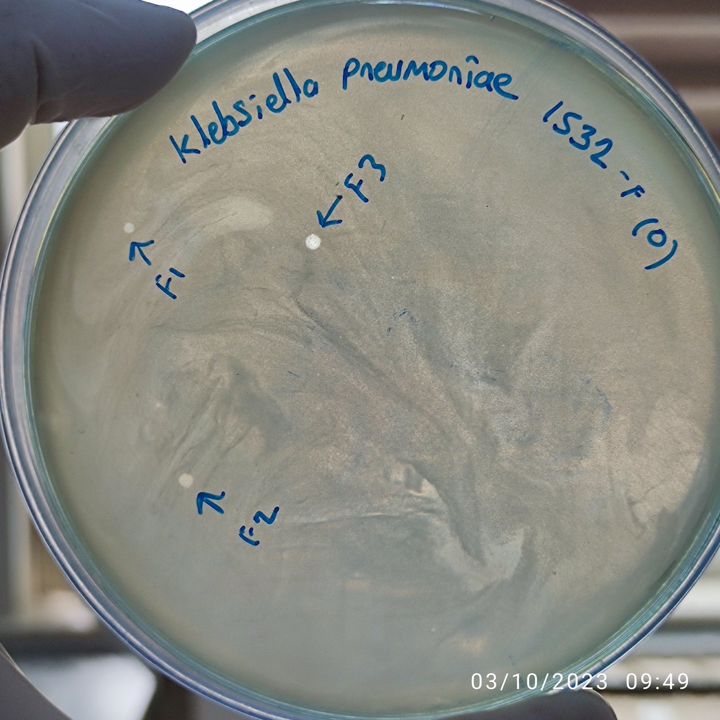 Klebsiella pneumoniae bacteriophage 181532F