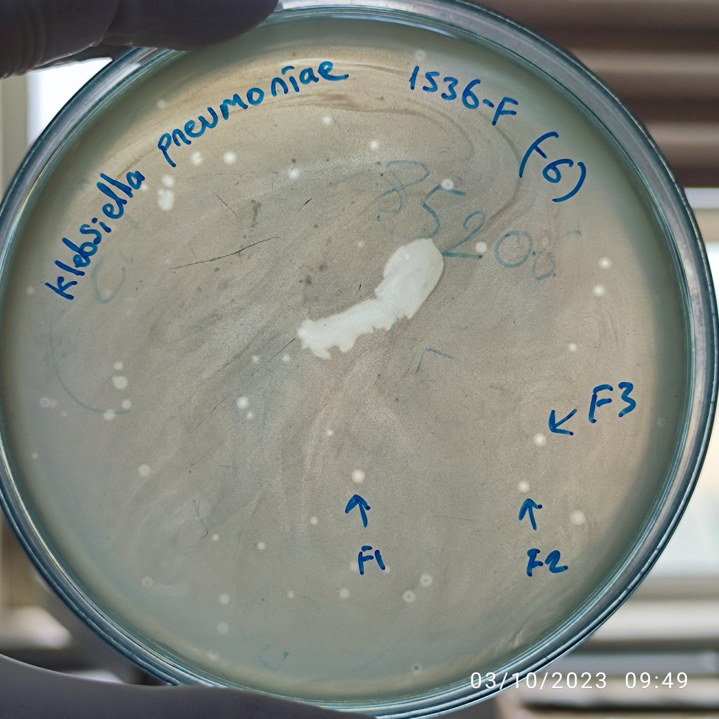 Klebsiella pneumoniae bacteriophage 181536F