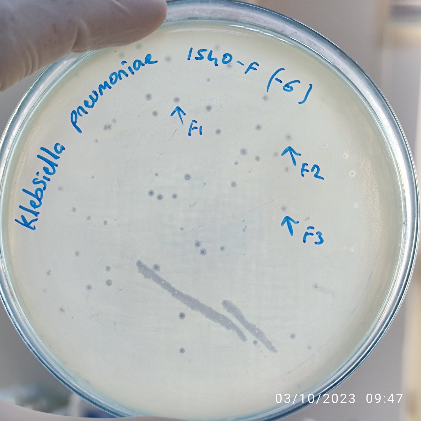 Klebsiella pneumoniae bacteriophage 181540F