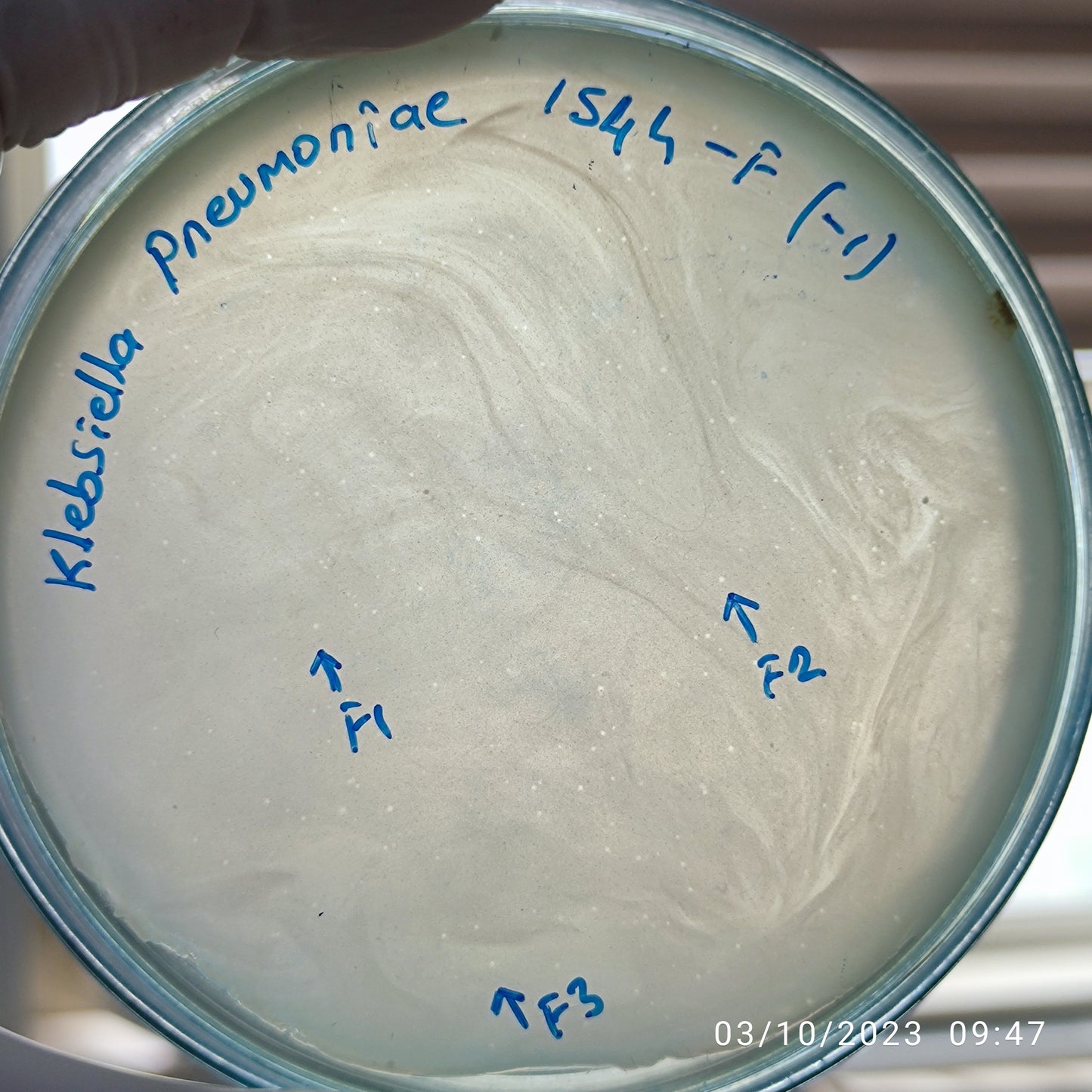 Klebsiella pneumoniae bacteriophage 181544F