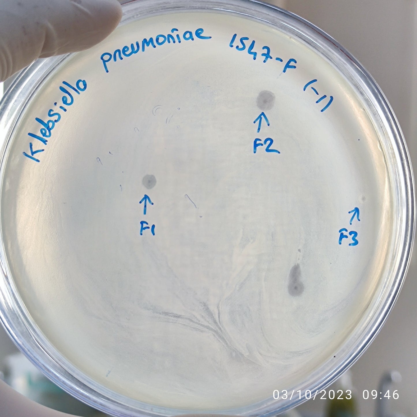 Klebsiella pneumoniae bacteriophage 181547F