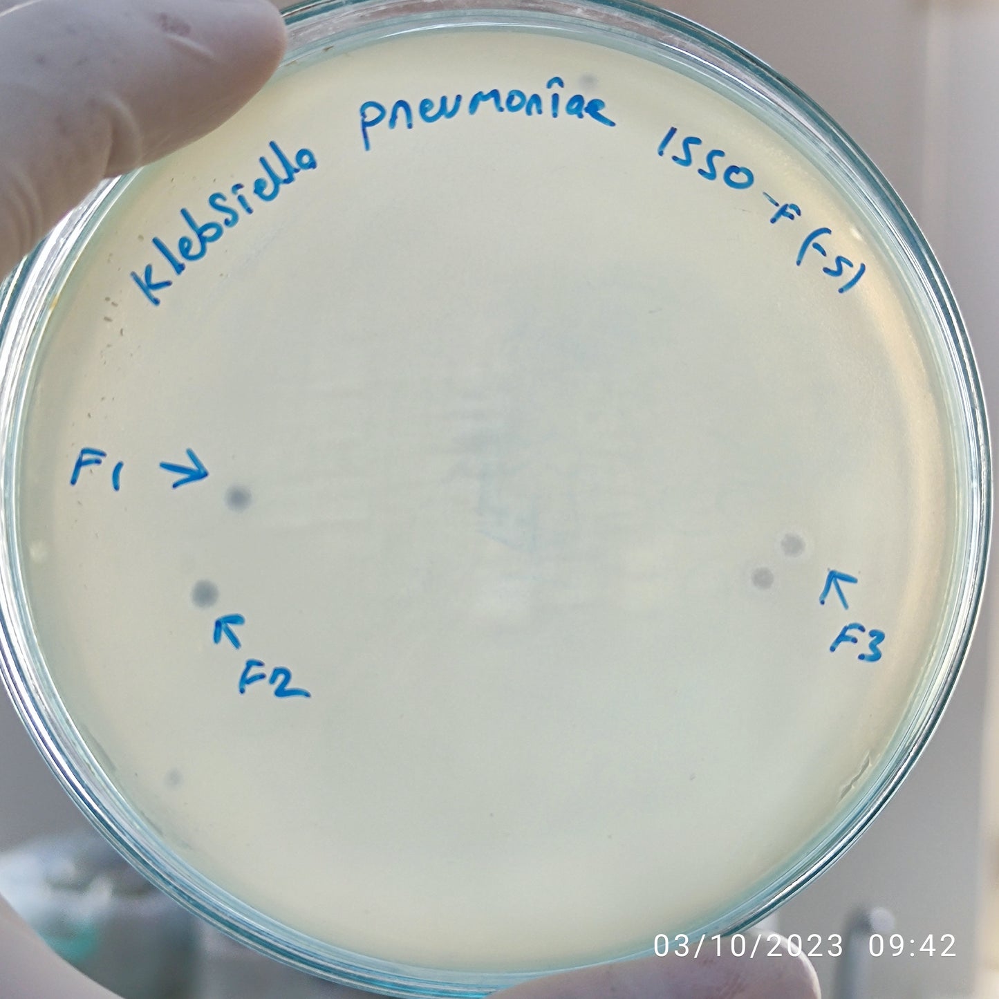 Klebsiella pneumoniae bacteriophage 181550F