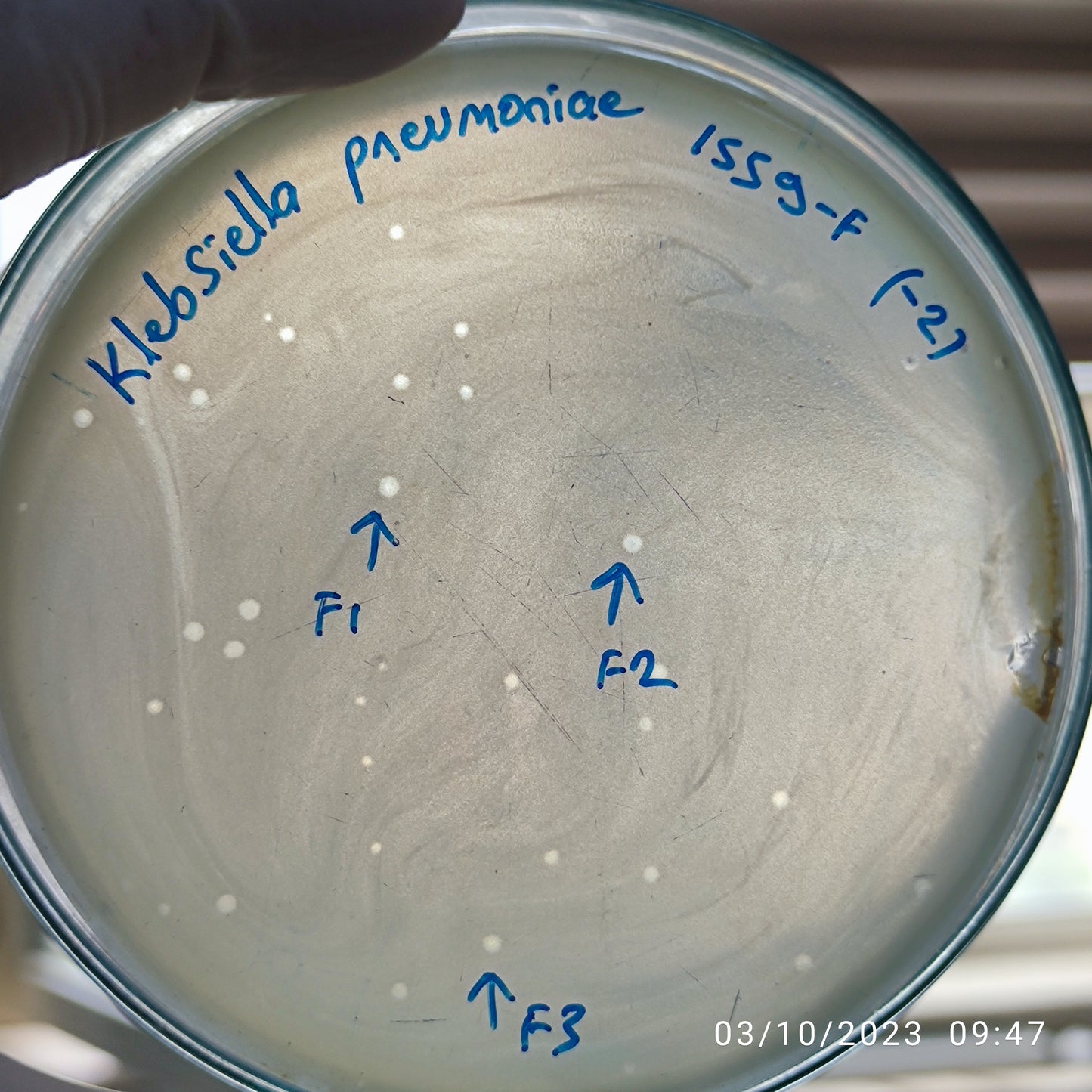 Klebsiella pneumoniae bacteriophage 181559F